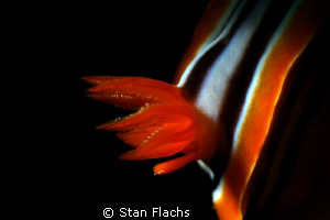Chromodoris quadricolor - gills and eggs (probably parasi... by Stan Flachs 